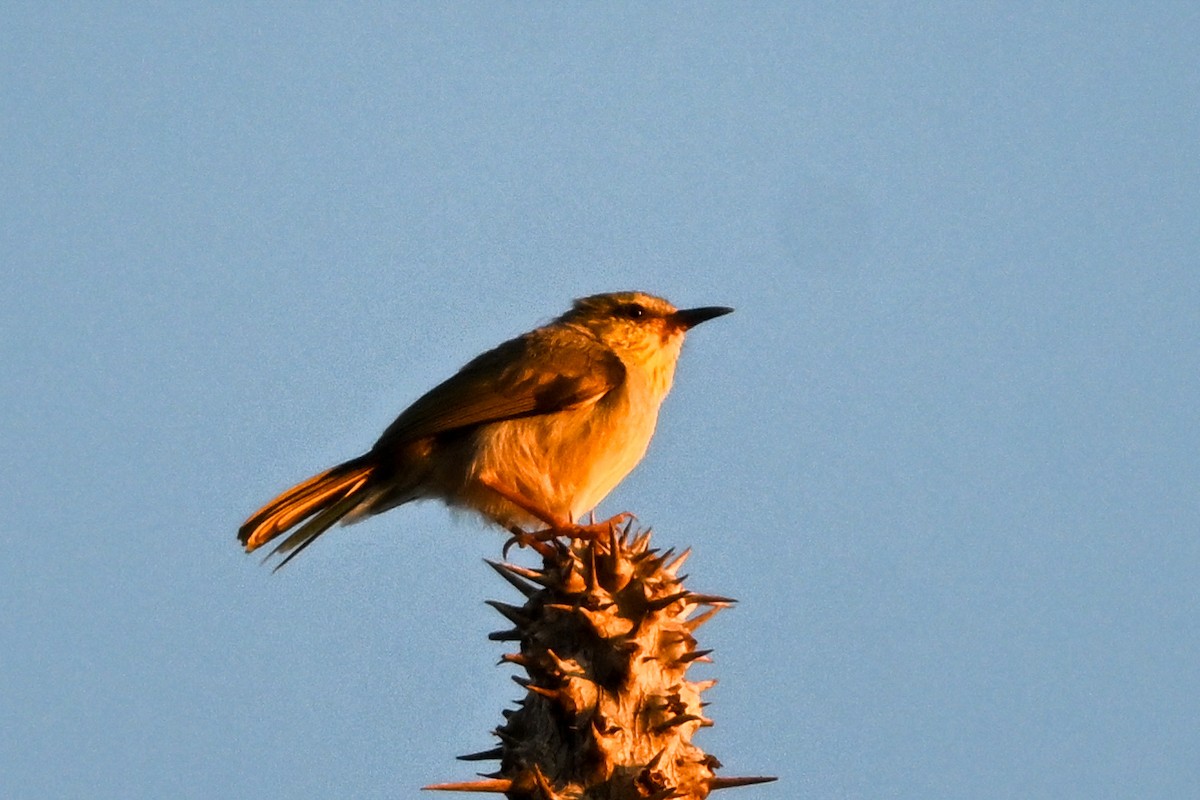 Stripe-throated Jery (Subdesert) - ML644457069