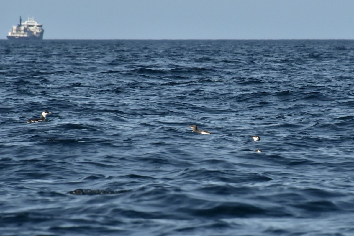 Кайра тонкодзьоба - ML644457072