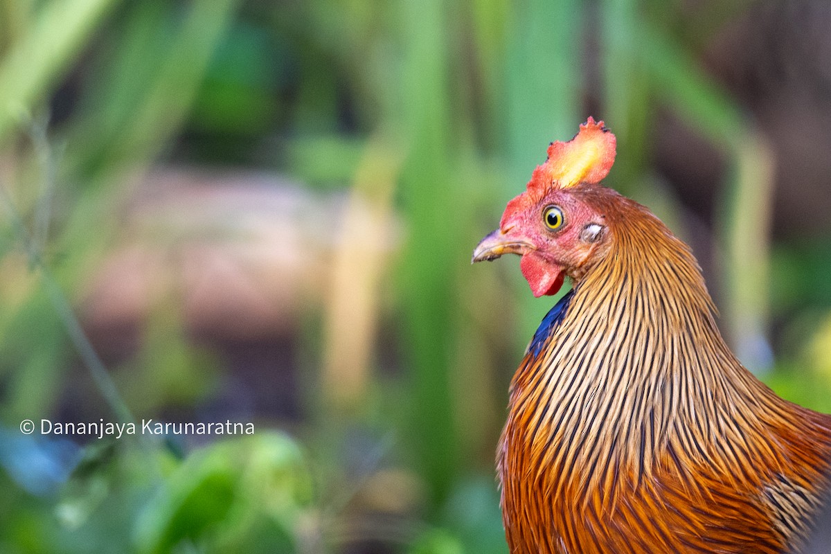 Sri Lanka Junglefowl - ML644457074