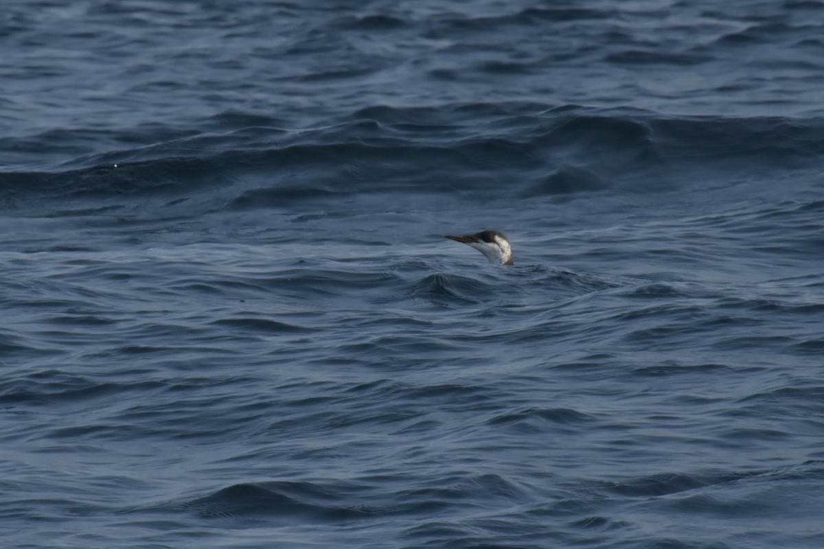 Кайра тонкодзьоба - ML644457079