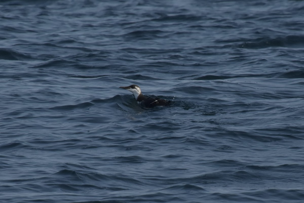 Кайра тонкодзьоба - ML644457080