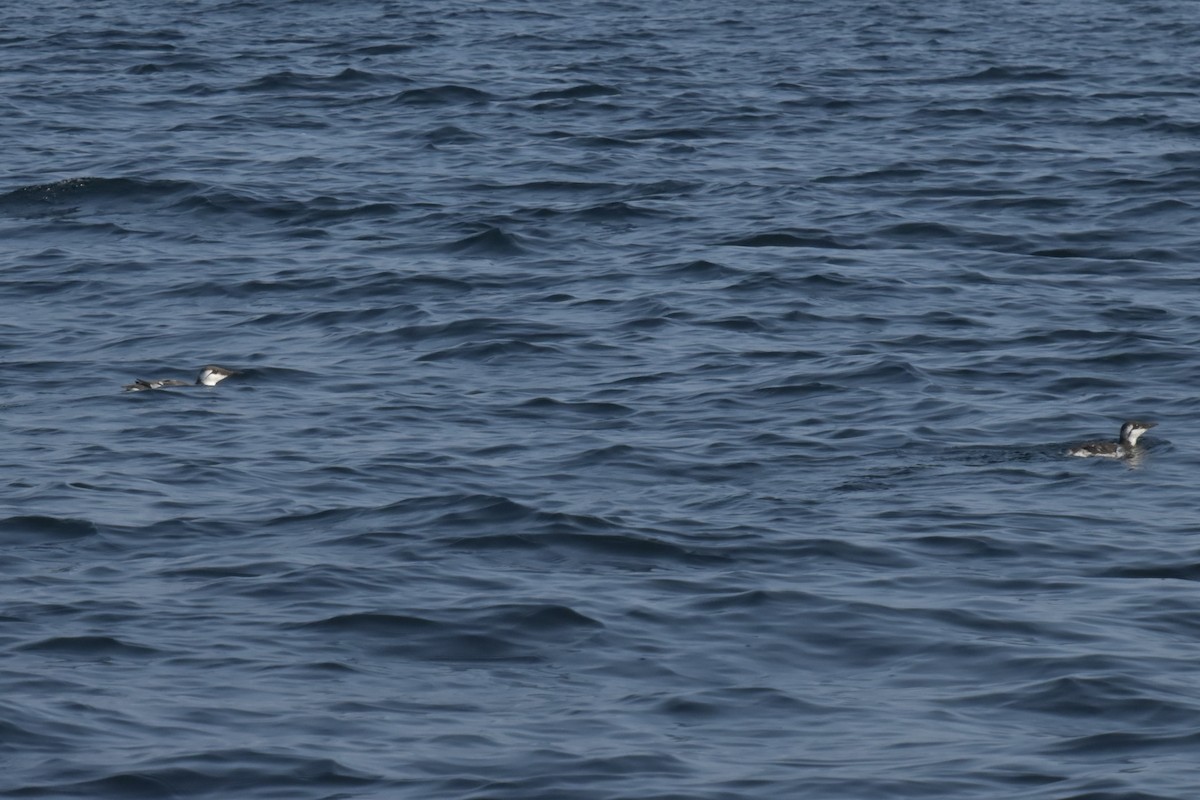 Кайра тонкодзьоба - ML644457081