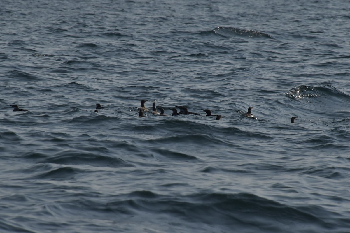 Кайра тонкодзьоба - ML644457082