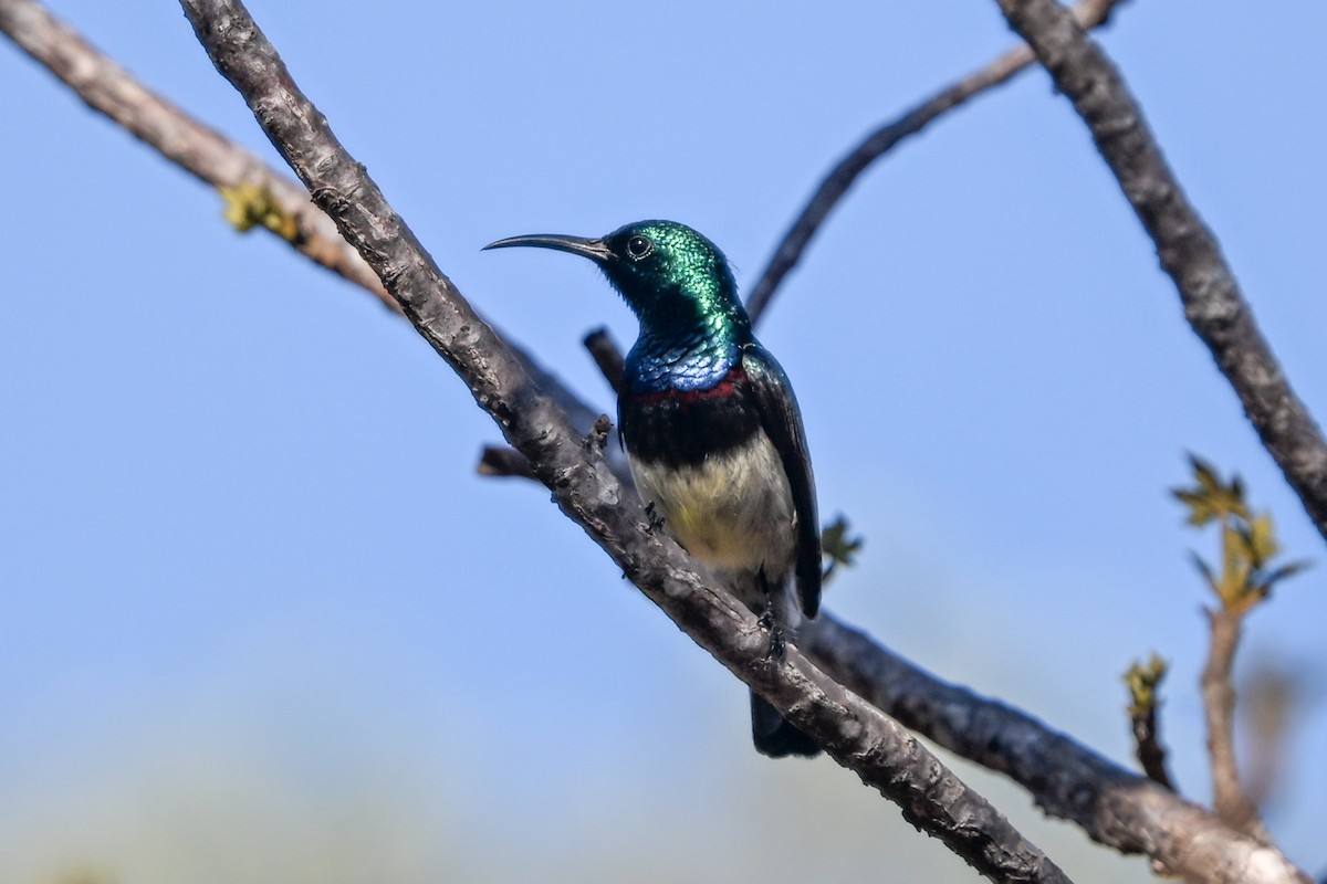 sovimangasolfugl - ML644457089