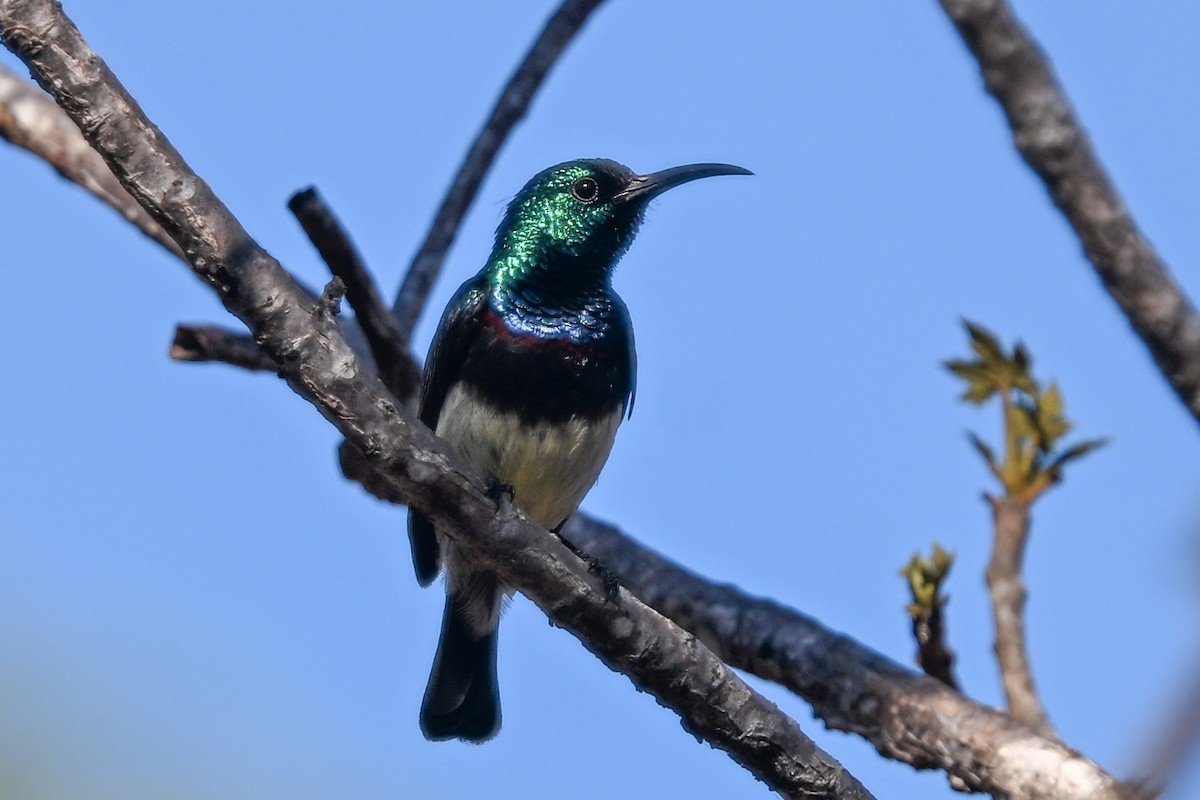 sovimangasolfugl - ML644457091