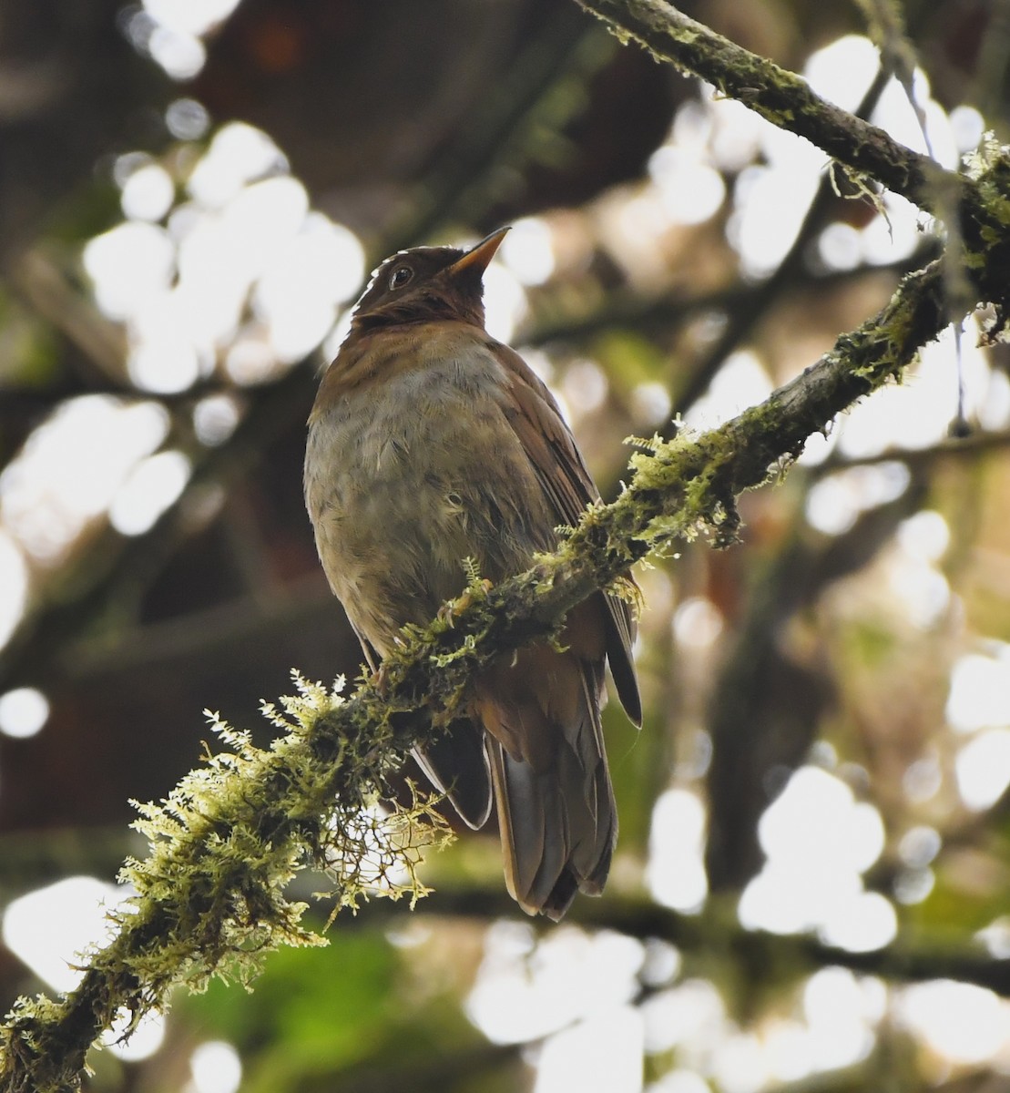 Rufous-brown Solitaire - ML644457103