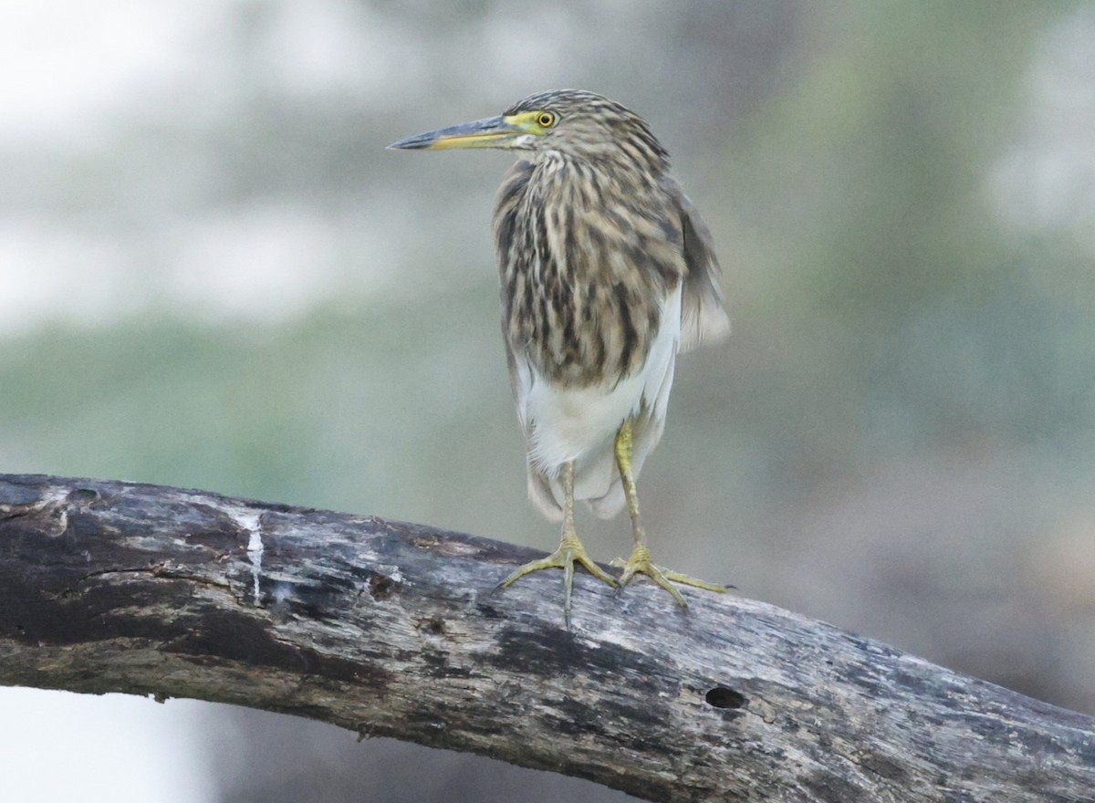 אנפית סוף הודית - ML644457120