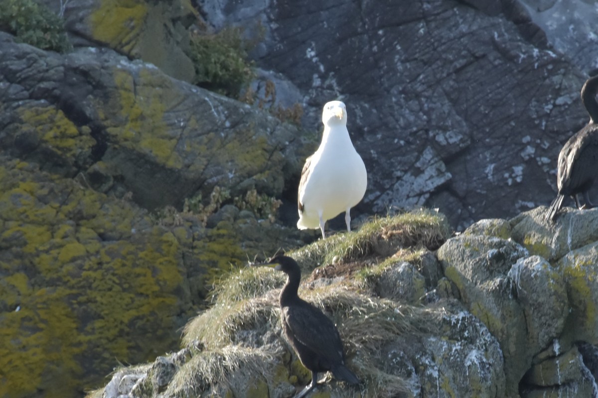 Mugnaiaccio - ML644457121