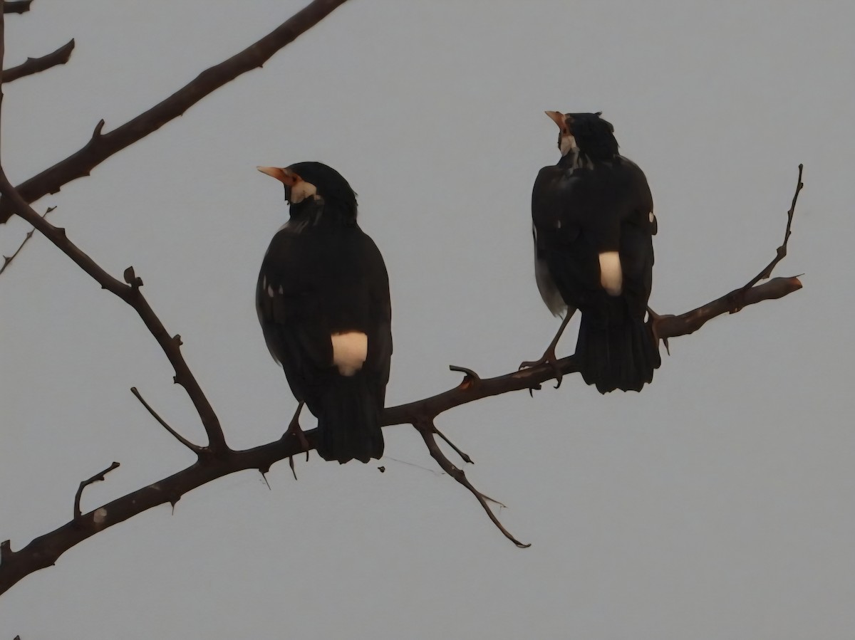 Indian Pied Starling - ML644457122