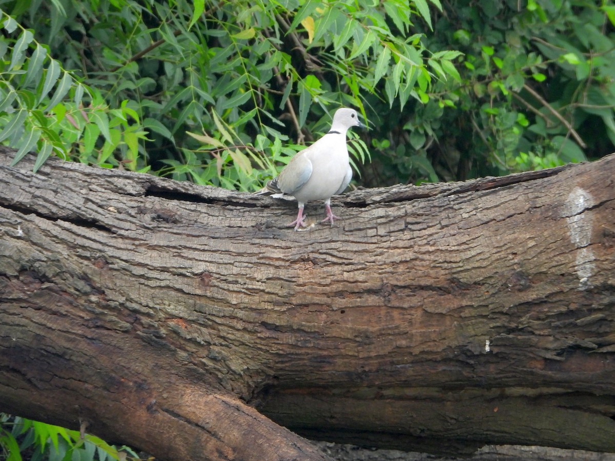 hrdlička zahradní - ML644457125