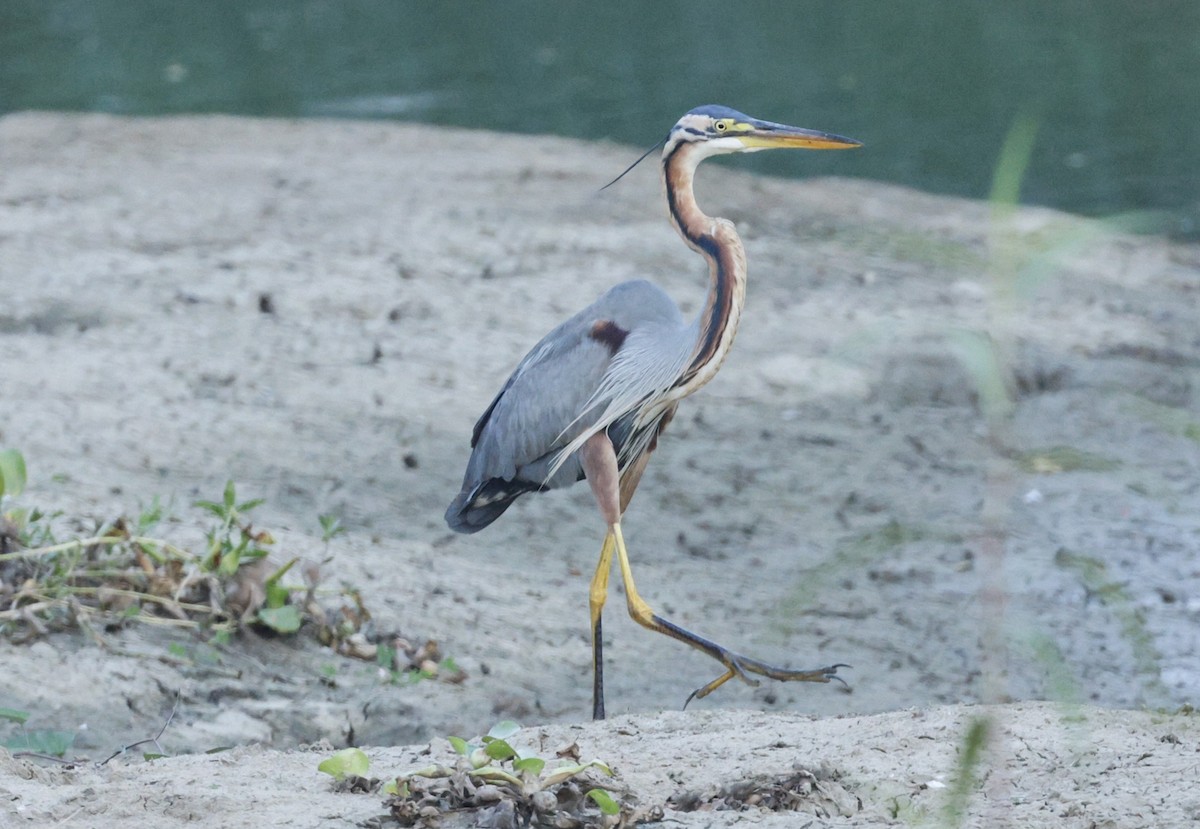 Рыжая цапля - ML644457126