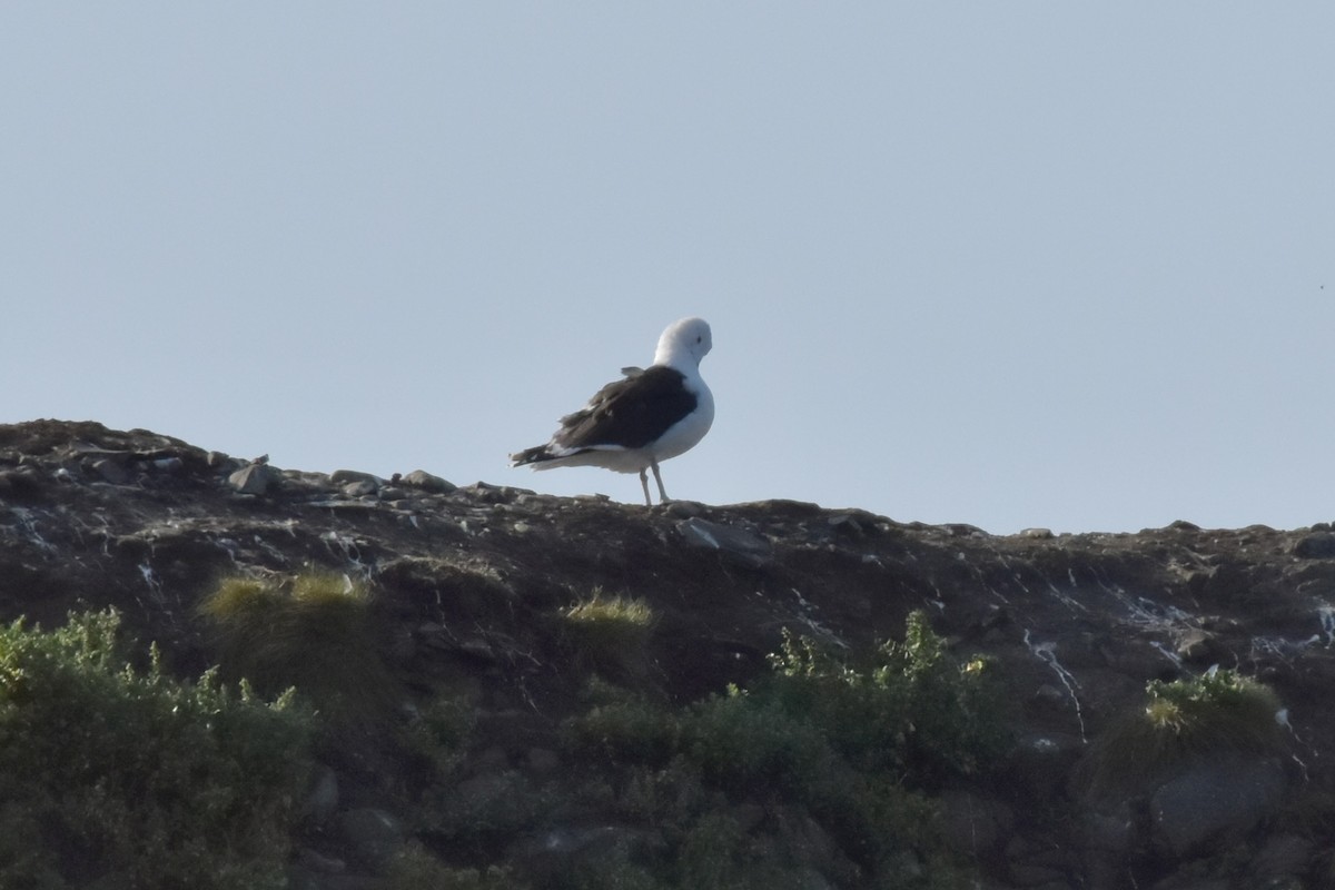 Mugnaiaccio - ML644457127