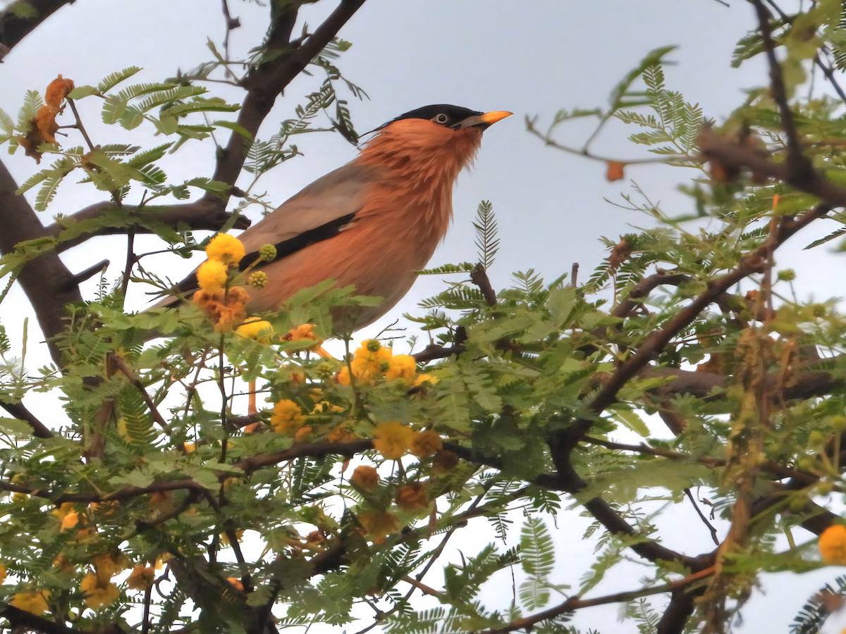 Brahminy Starling - ML644457128