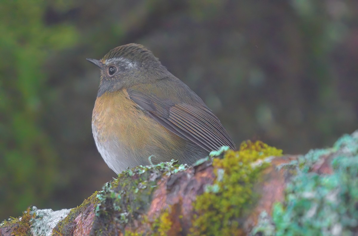 Taiwanblauschwanz - ML644457131