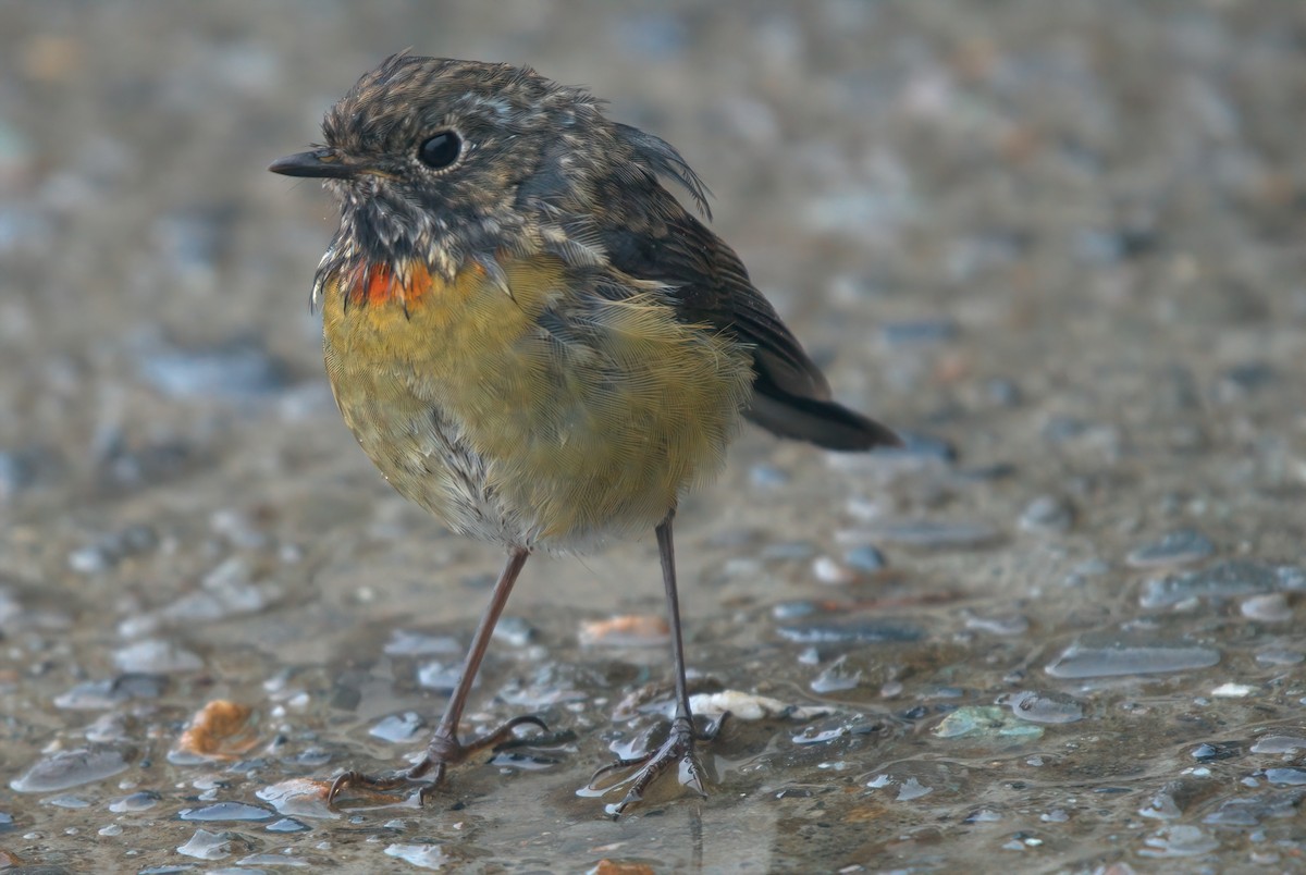 Taiwanblauschwanz - ML644457132