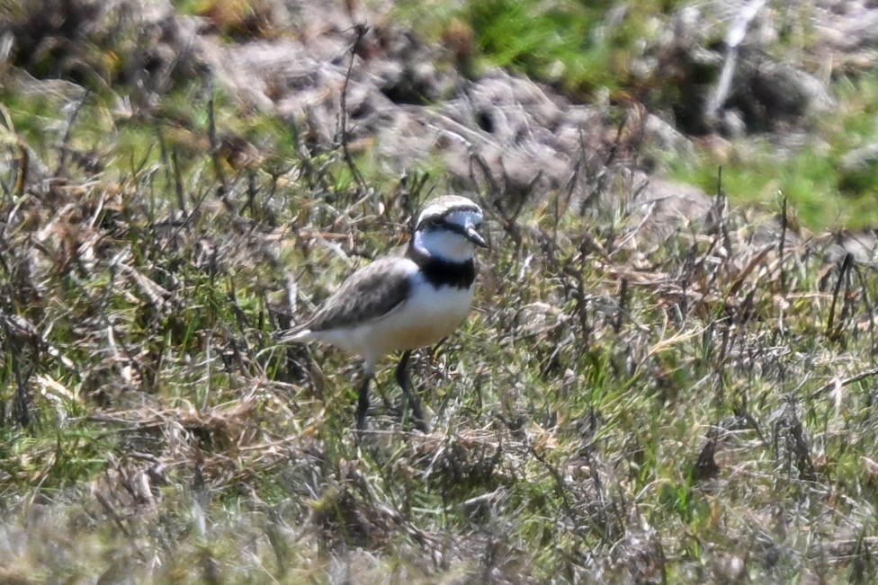Madagascar Plover - ML644457148