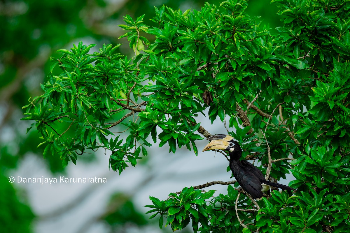 Cálao Coronado - ML644457151
