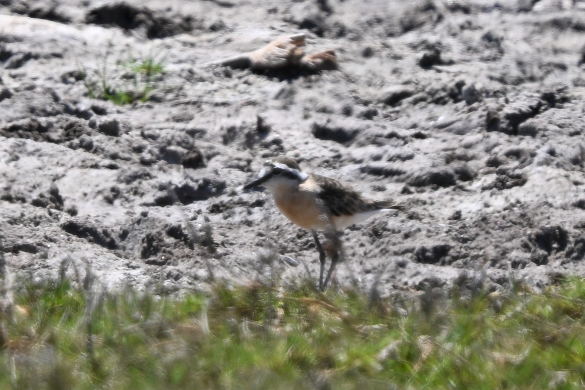 Chorlitejo Pecuario - ML644457152