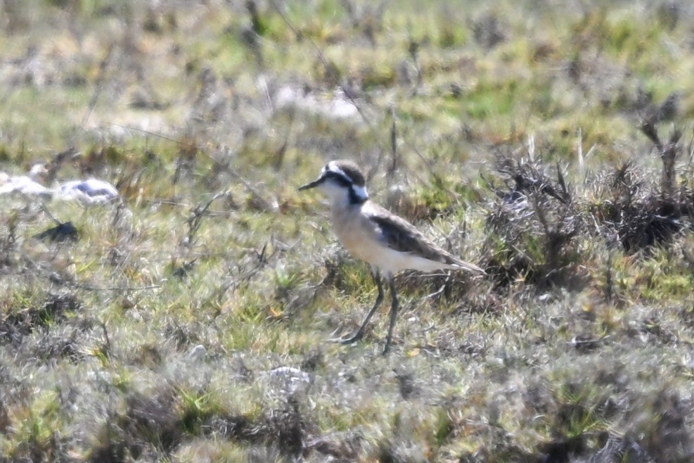 Chorlitejo Pecuario - ML644457153