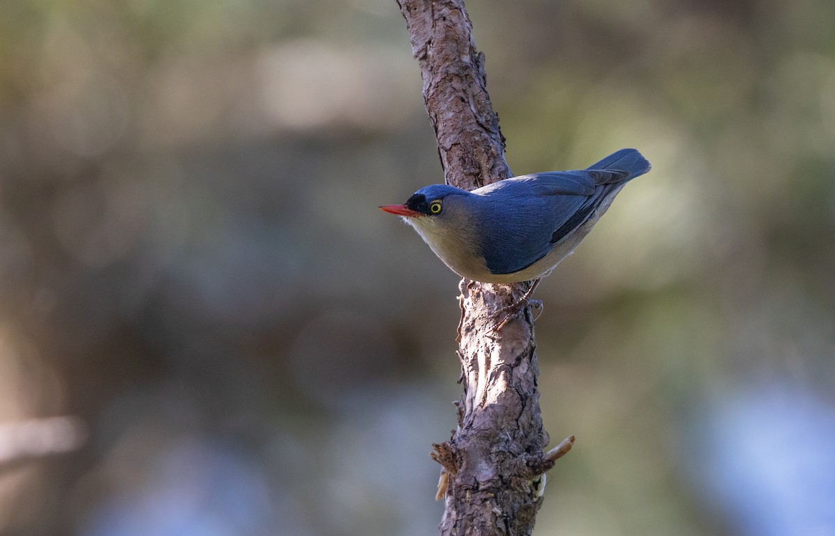 Velvet-fronted Nuthatch - ML644457154