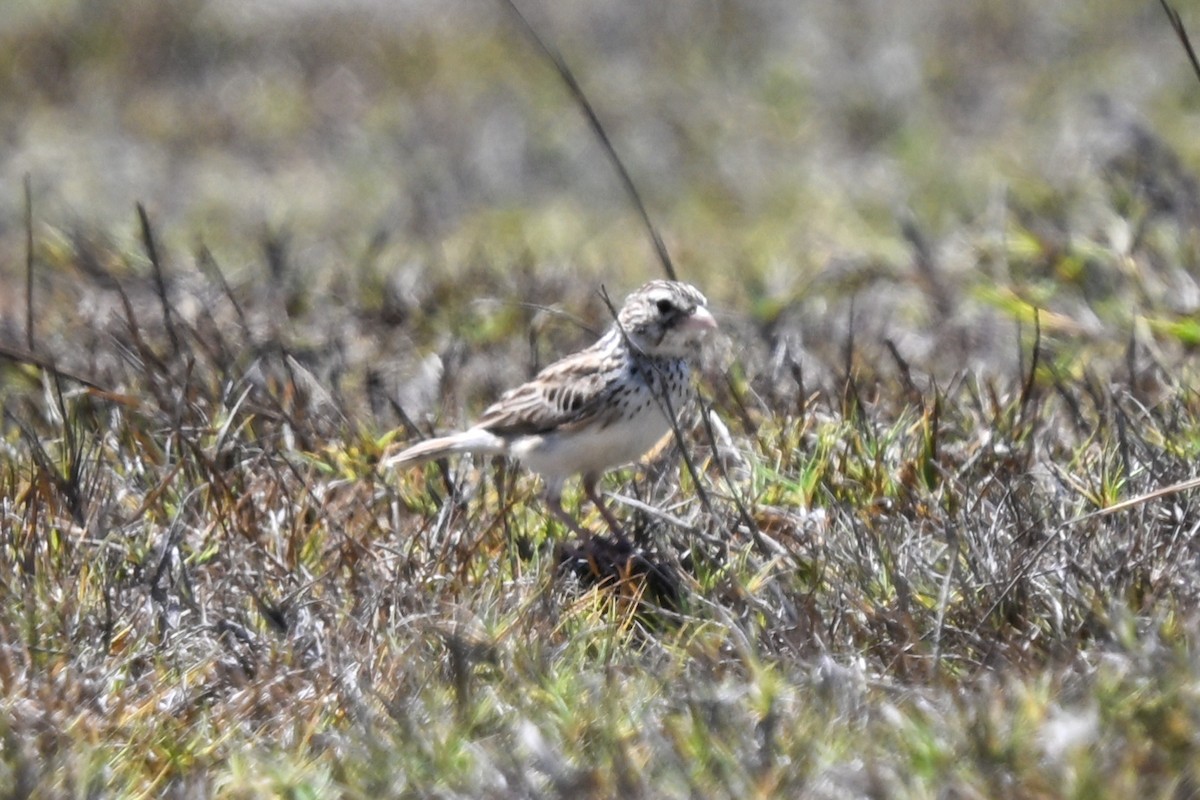 Madagaskarlerche - ML644457155