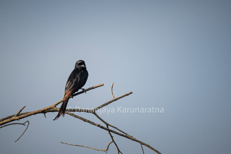 Black Drongo - ML644457156