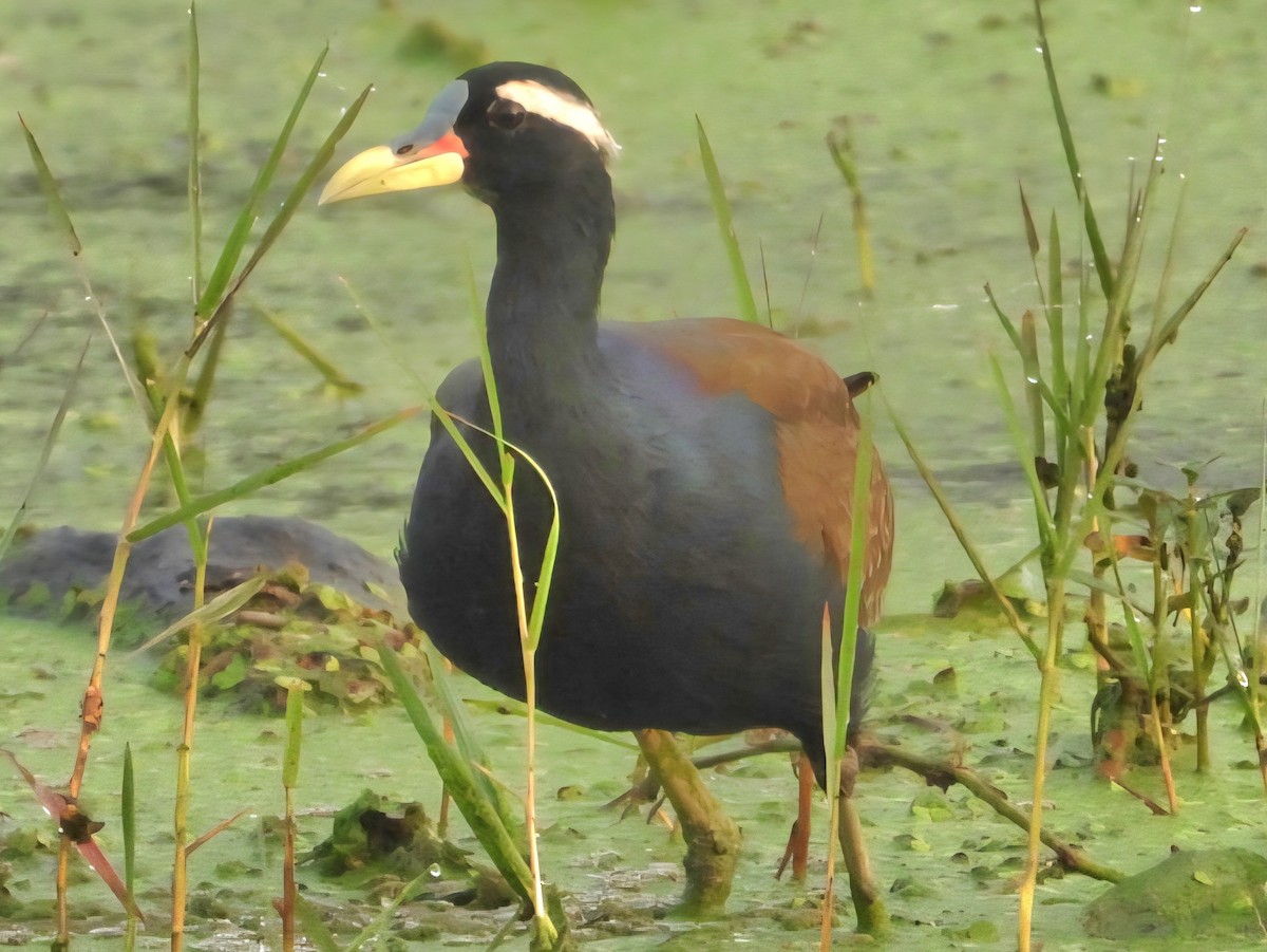 Бронзовокрылая якана - ML644457159