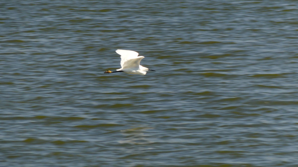 Little Egret - ML644457173