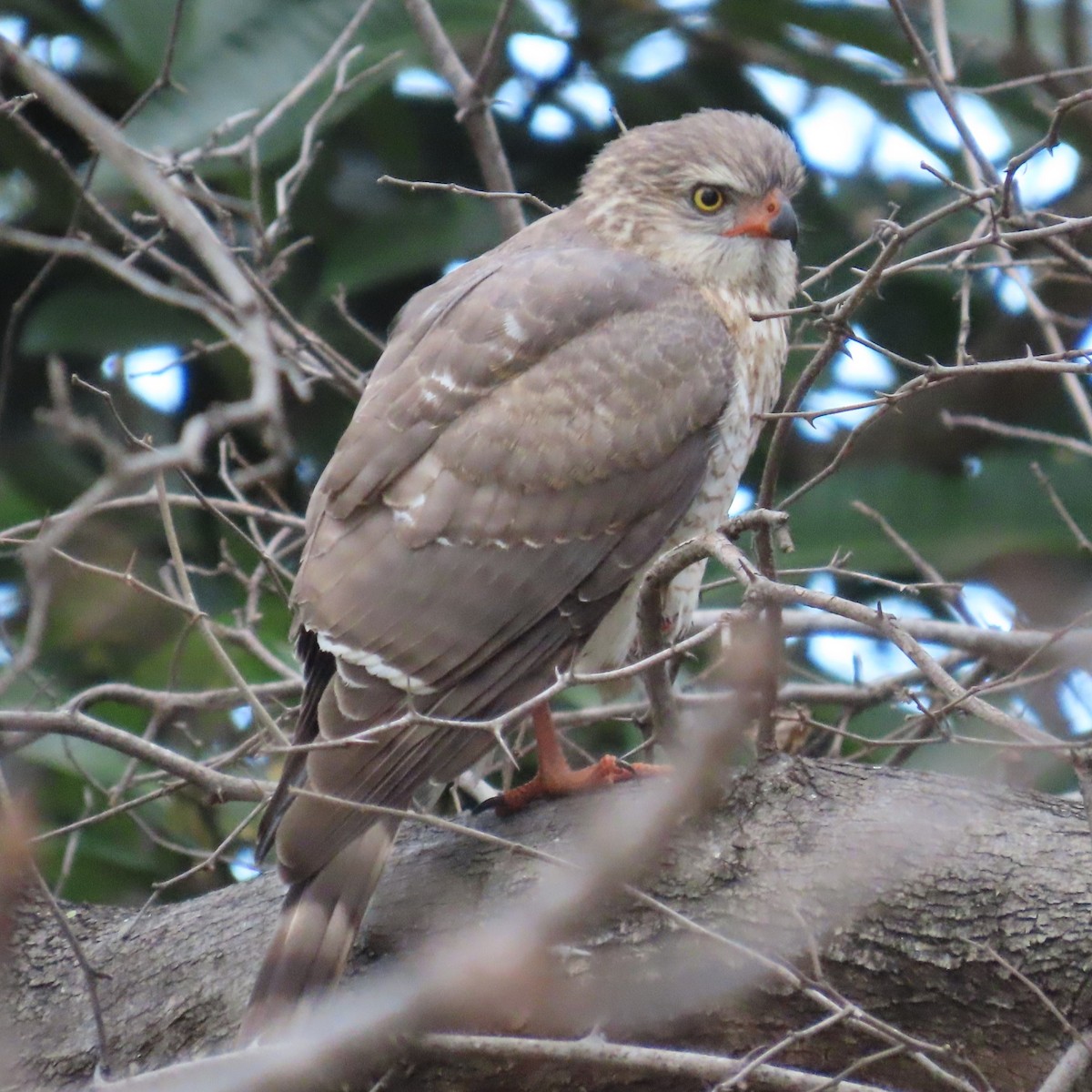 Gabar Goshawk - ML644457175