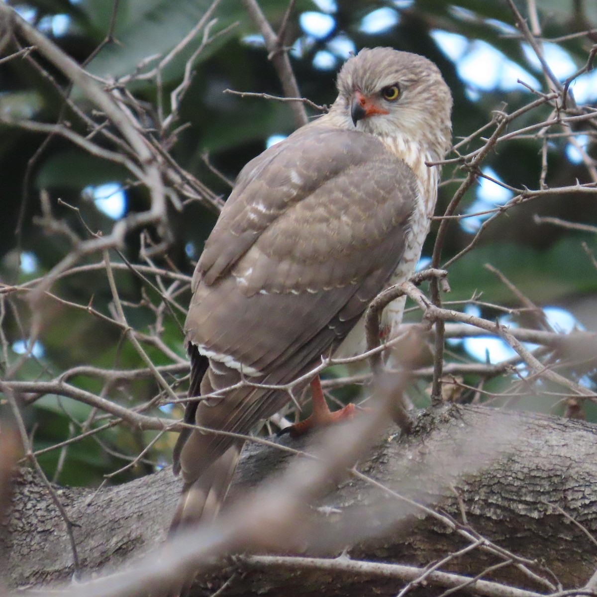 Gabar Goshawk - ML644457176