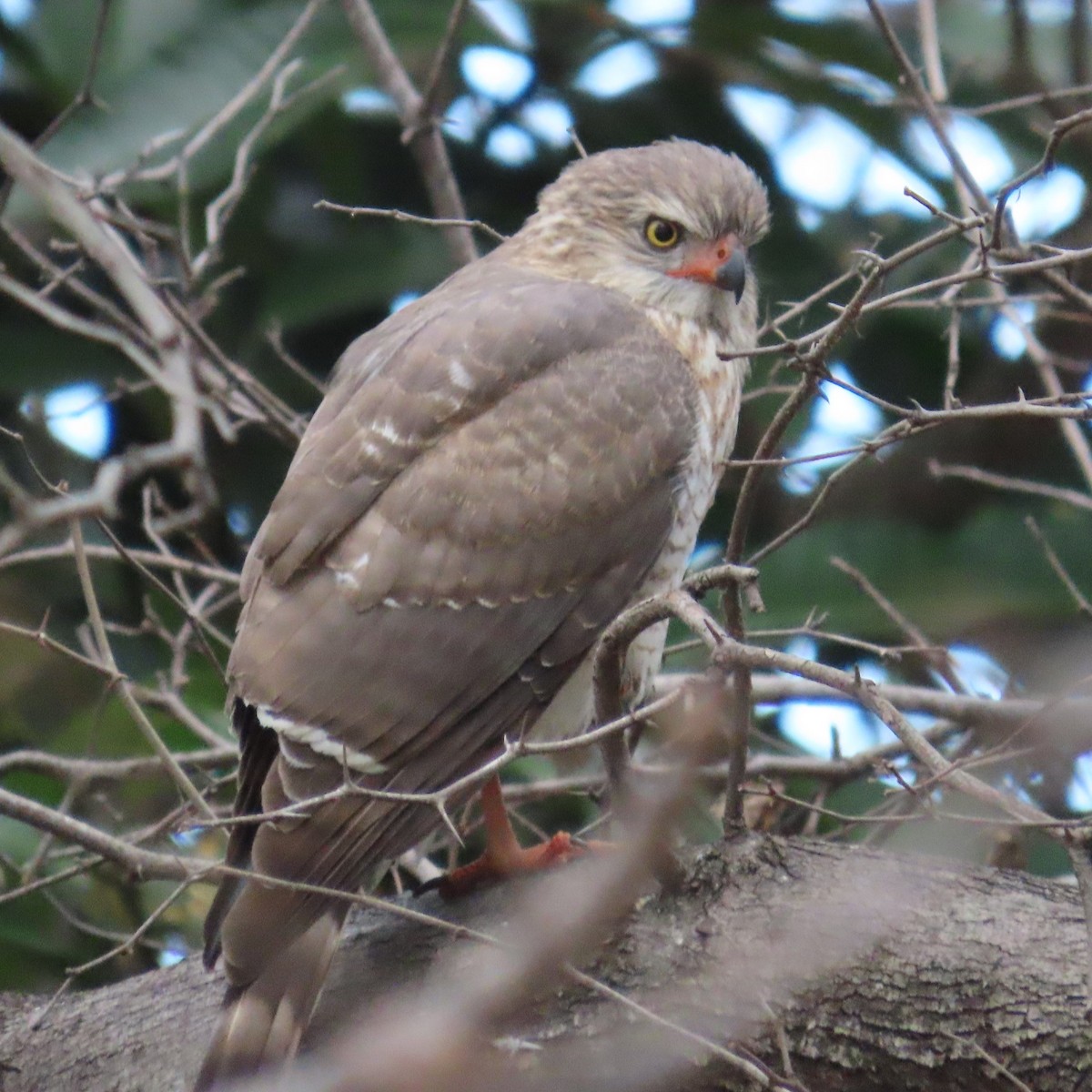 Gabar Goshawk - ML644457177