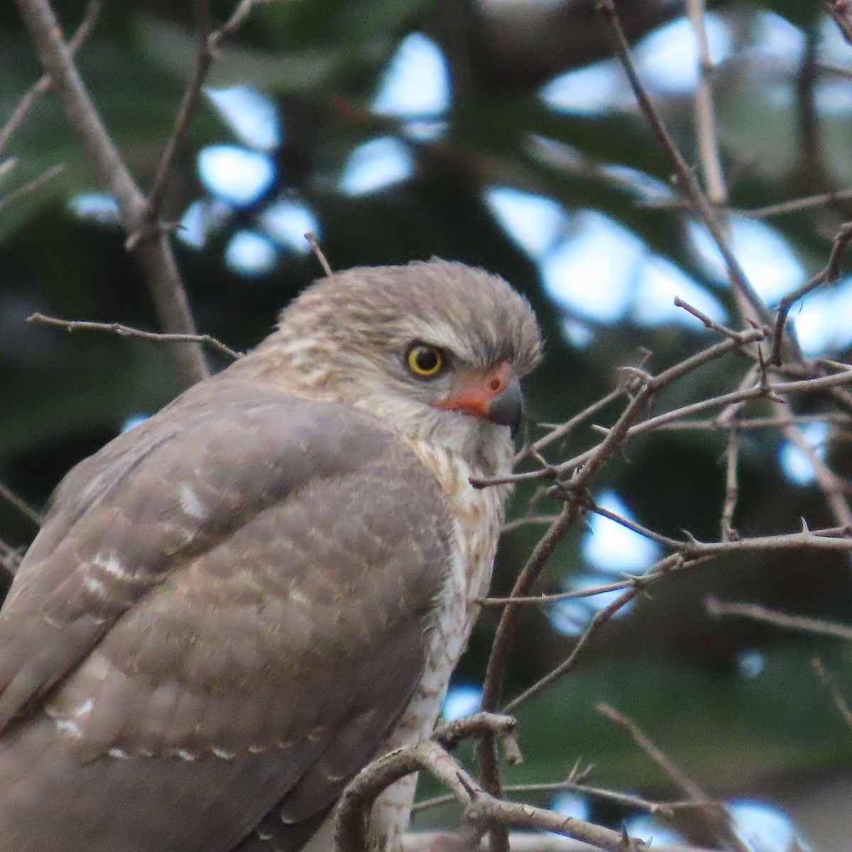 Gabar Goshawk - ML644457178