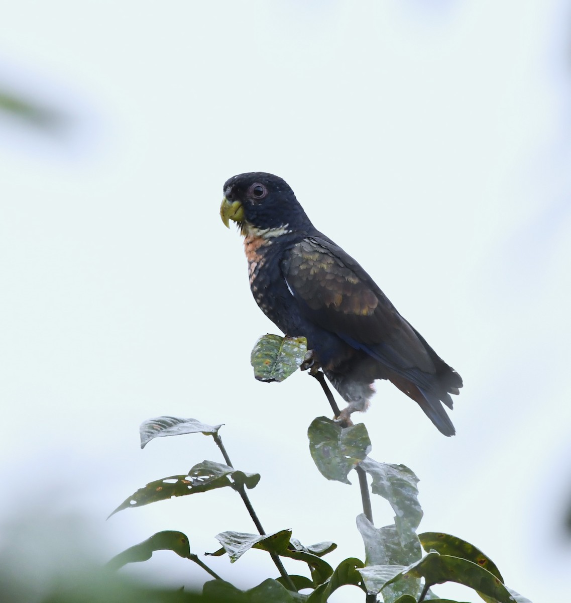 Bronze-winged Parrot - ML644457189
