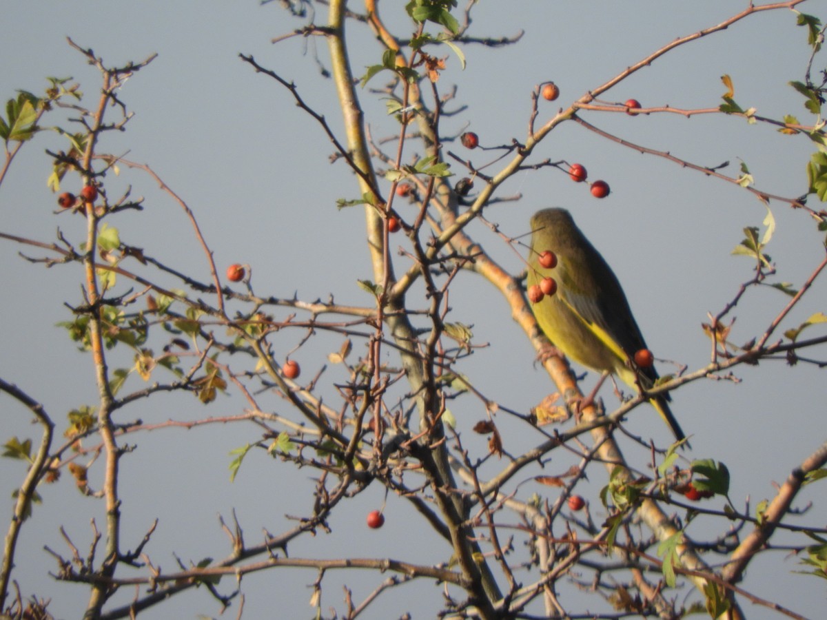 Verderón Común - ML644457193
