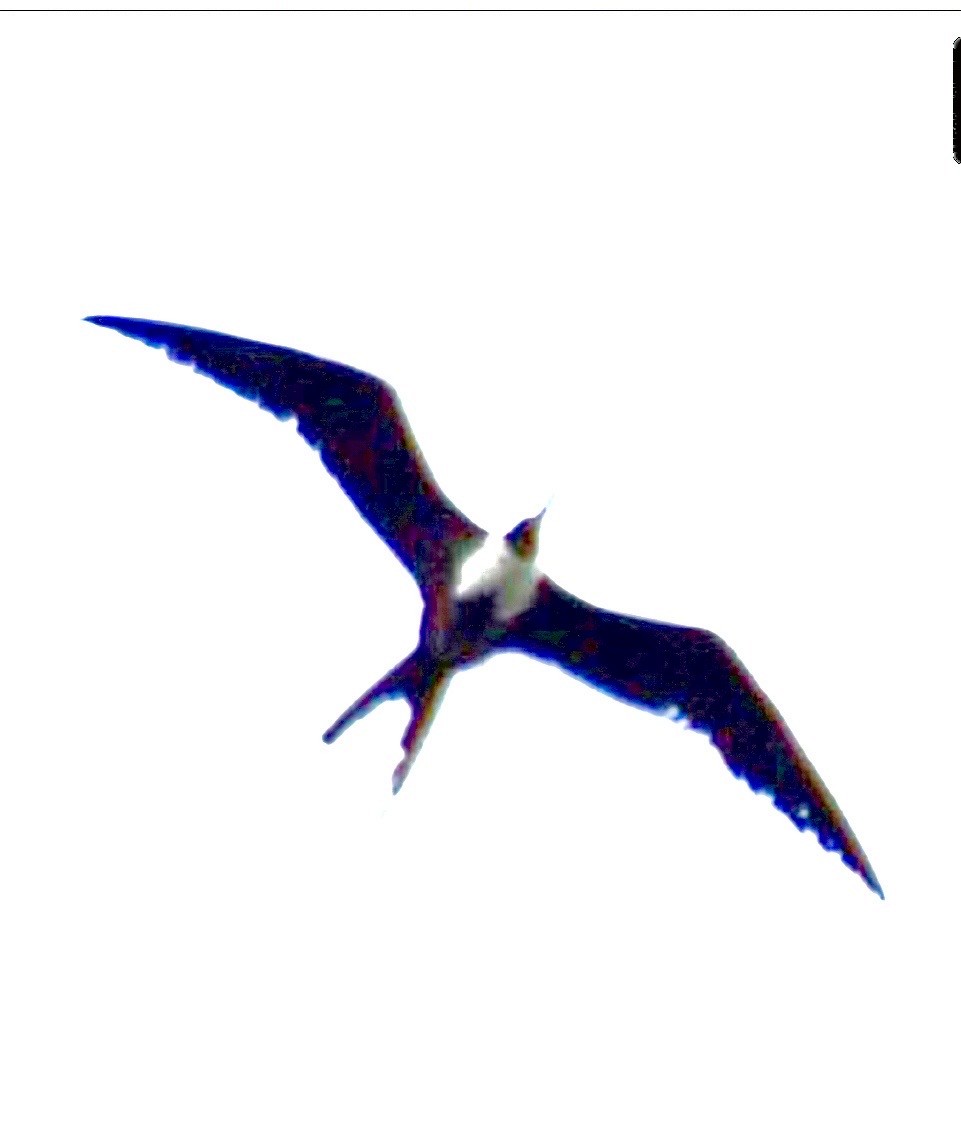 アメリカグンカンドリ - ML644457197