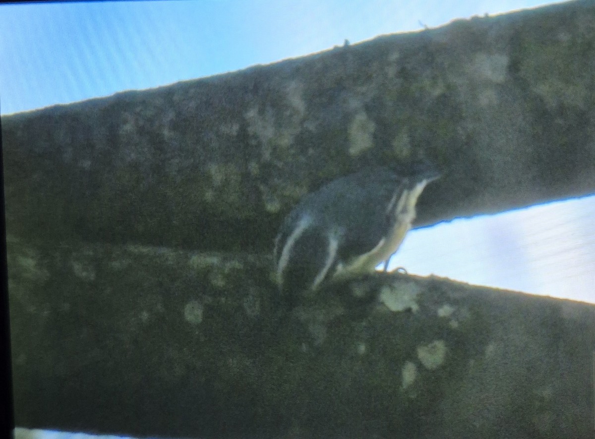 Red-breasted Nuthatch - ML644457198