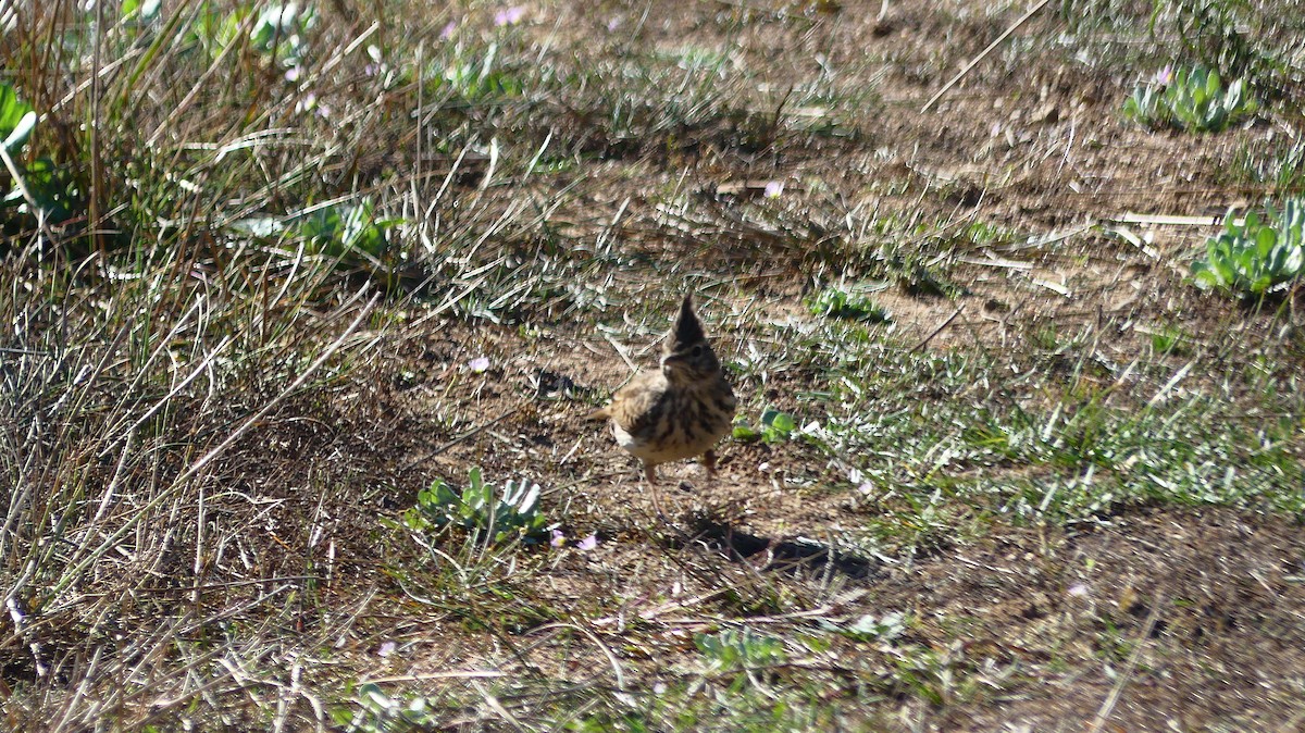 Thekla's Lark - ML644457200