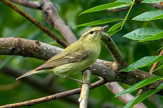 Pouillot du Caucase - ML644457206