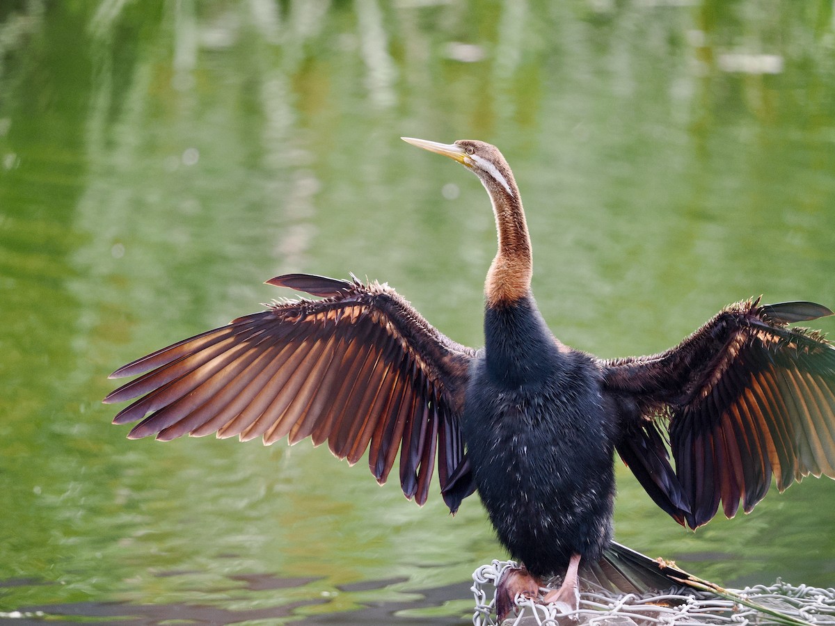 オーストラリアヘビウ - ML644457211