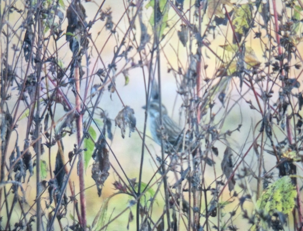 Purple Finch - ML644457229