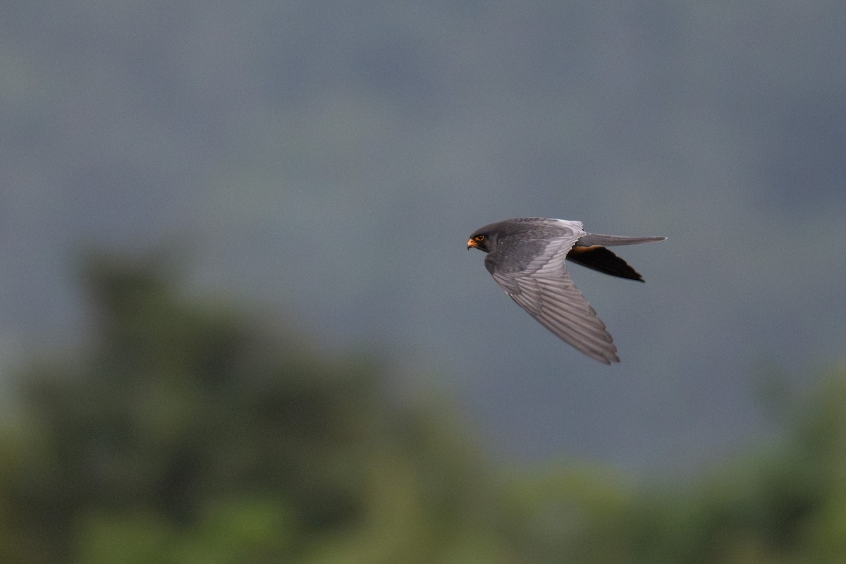 Амурский кобчик - ML644457237