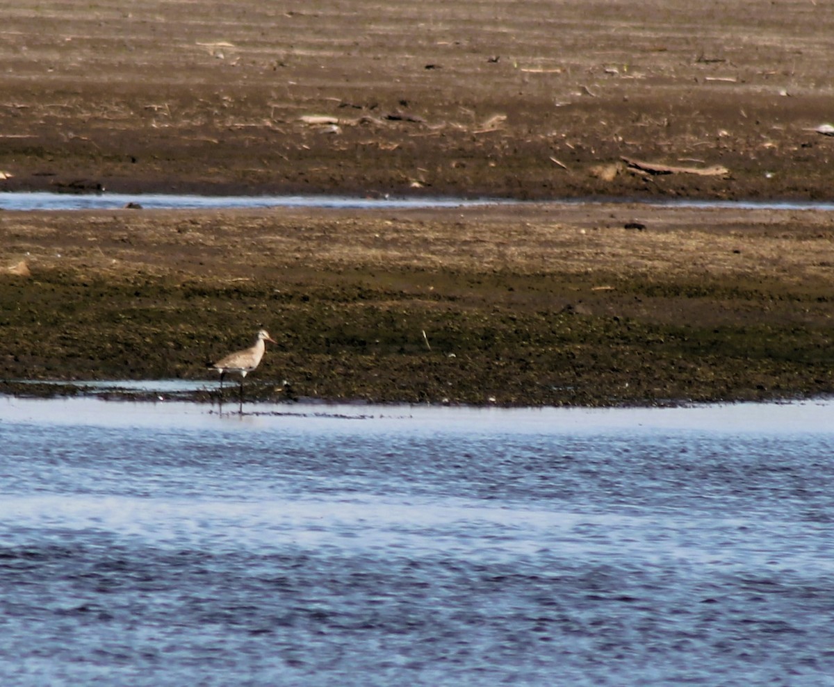 Hudsonian Godwit - ML644457244
