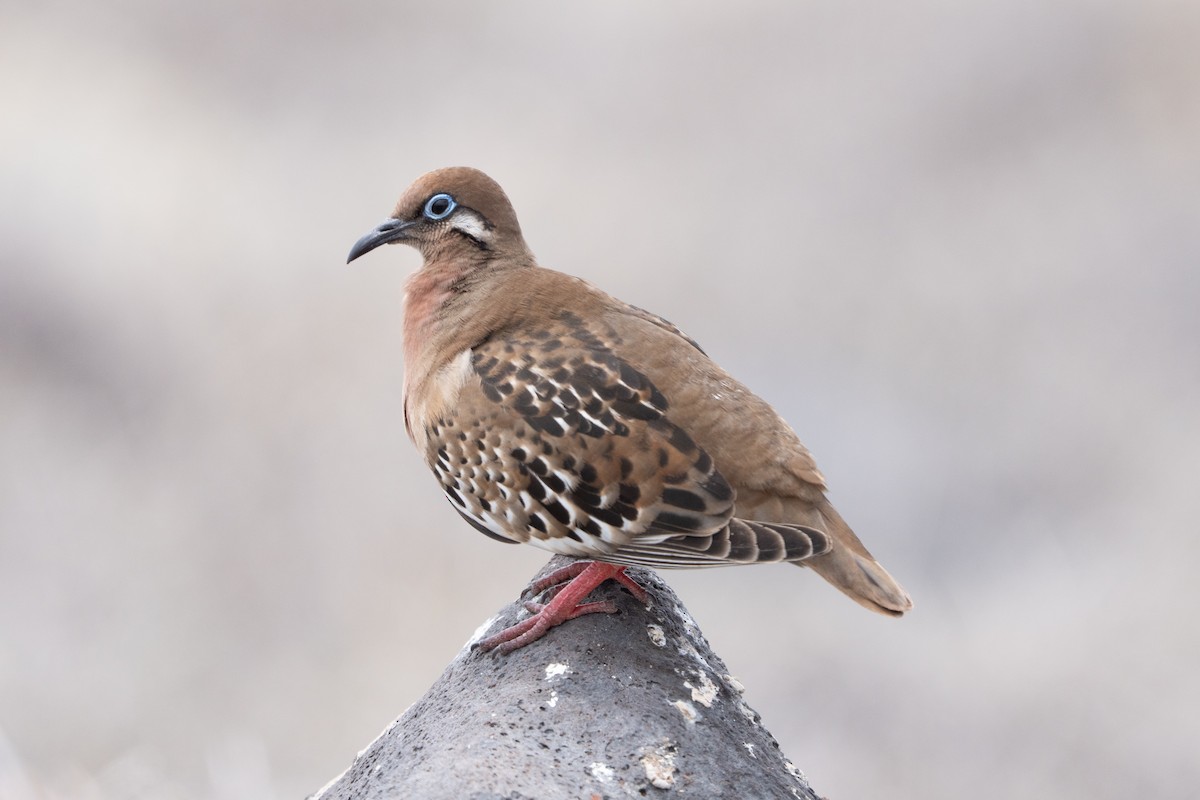 Zenaida de Galápagos - ML644457257