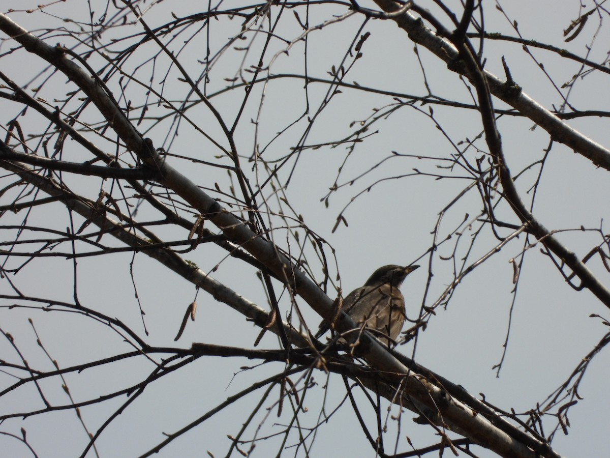 Redwing - ML644457259