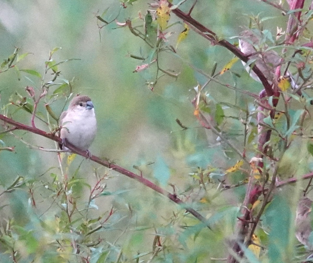 Indian Silverbill - ML644457260