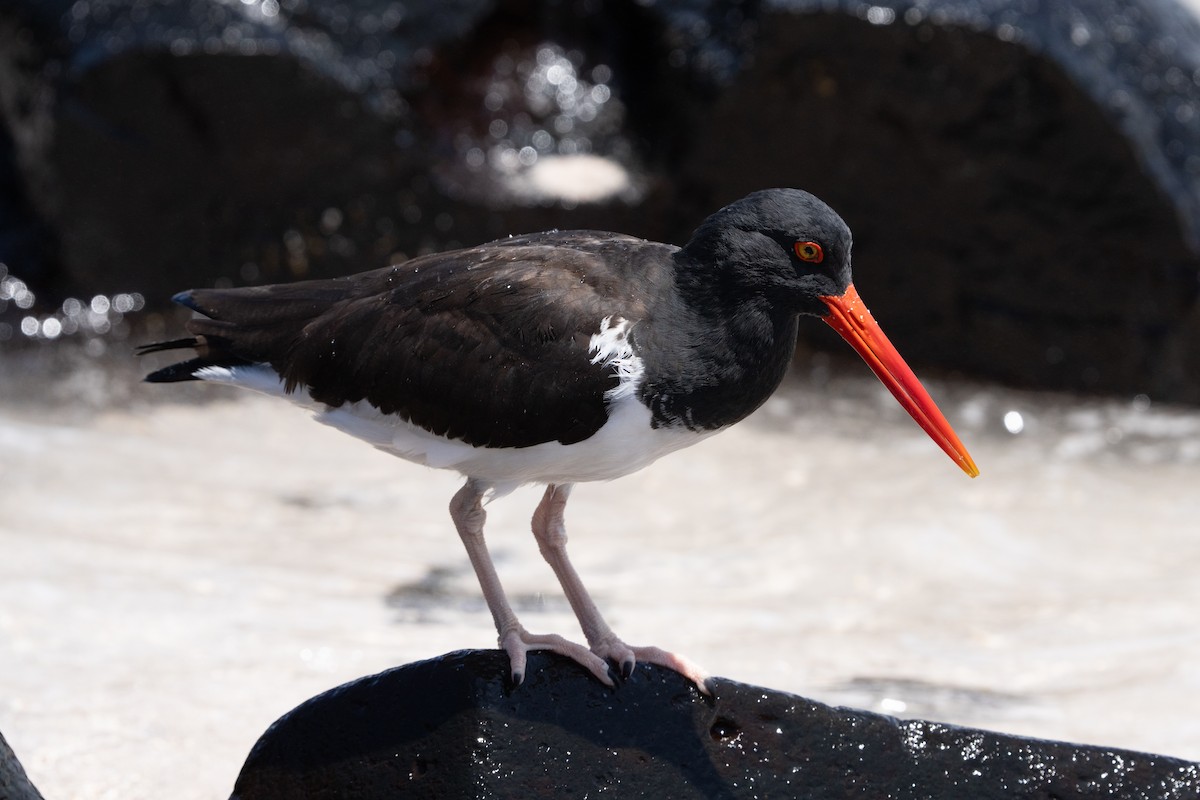 Ostrero Pío Americano - ML644457261