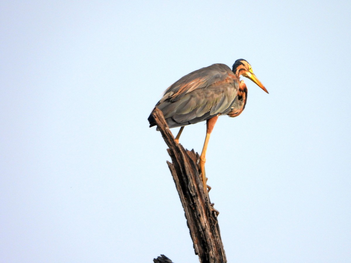 Рыжая цапля - ML644457262