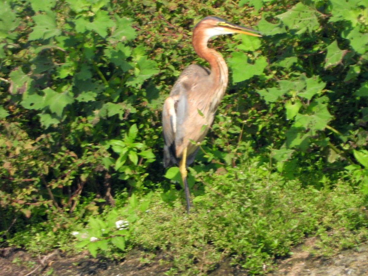 Рыжая цапля - ML644457263