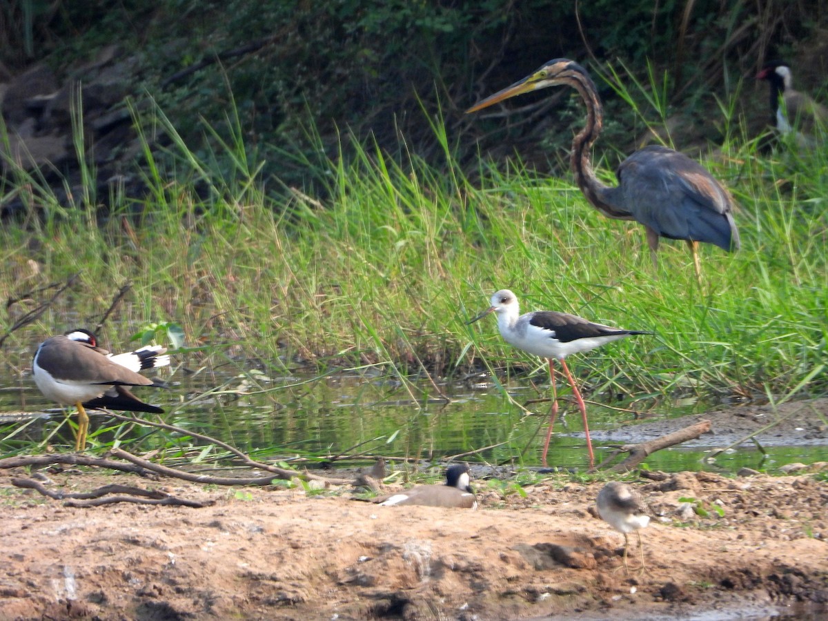 Рыжая цапля - ML644457264