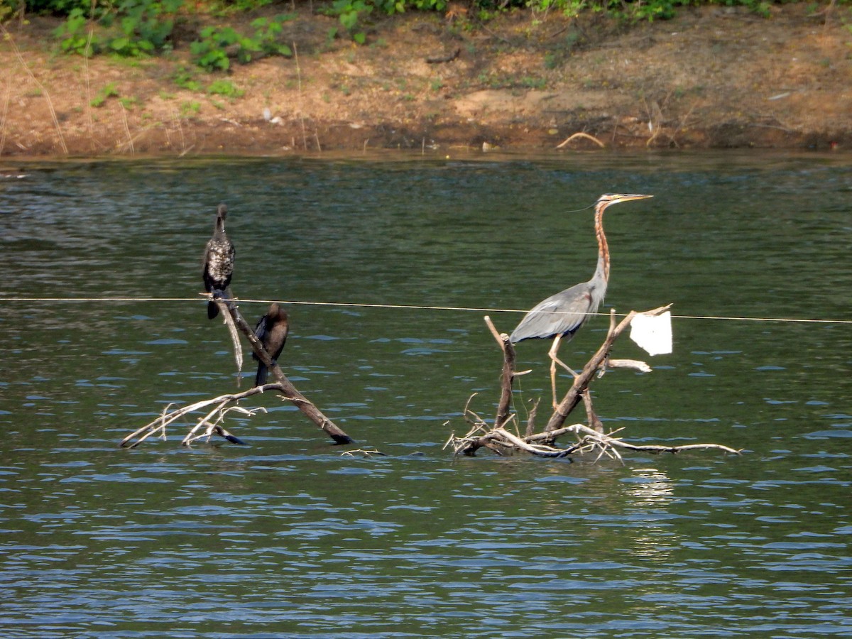 Рыжая цапля - ML644457265